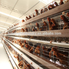 Hangar à cage de poule pour poulailler